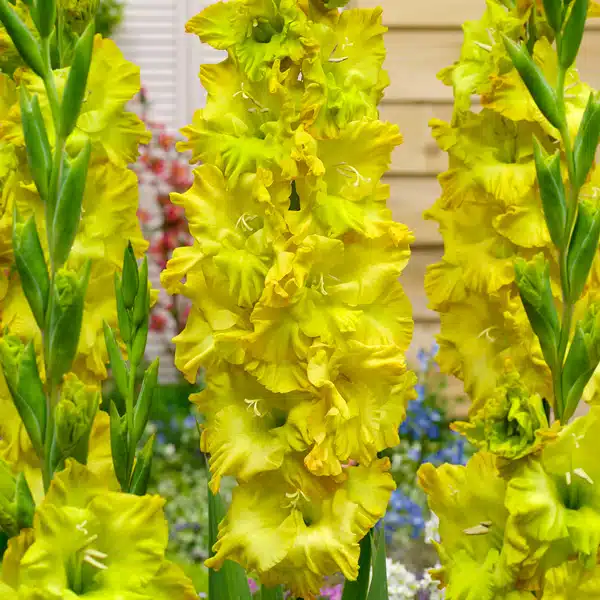 Gladioli Blitz