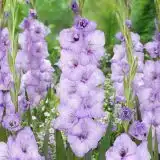 Gladioli Blue Tropic Gladioli Blue Tropic