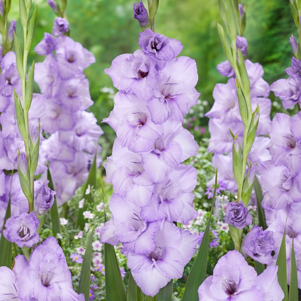 Gladioli Blue Tropic Gladioli Blue Tropic