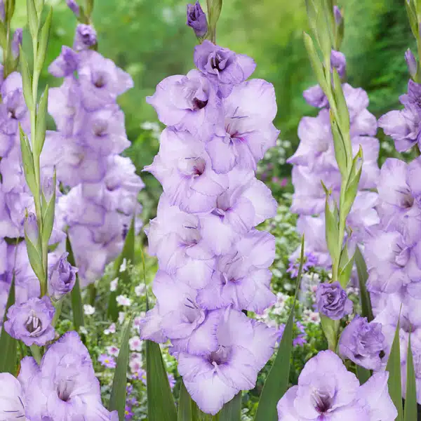 Gladioli Blue Tropic
