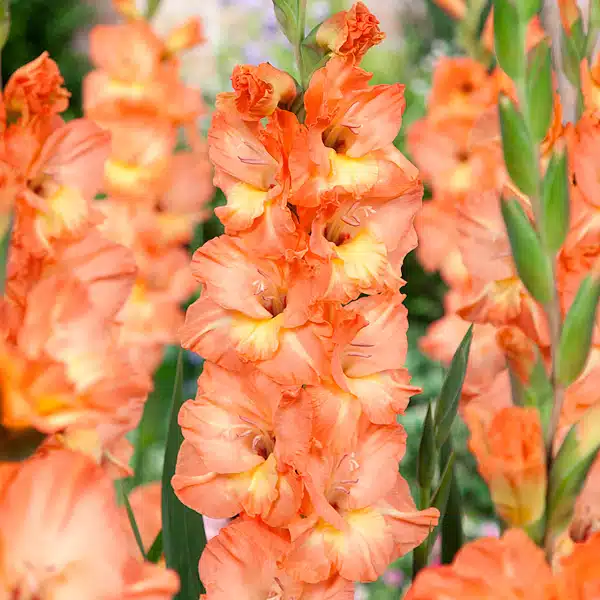 Gladioli Eminence Gladioli Eminence