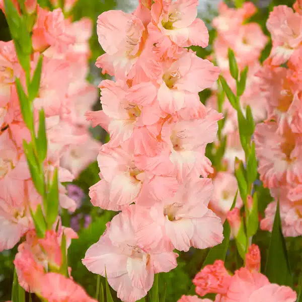 Gladioli Karma Gladioli Karma