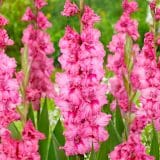 Gladioli Kingston Ruffle Gladioli Kingston Ruffle