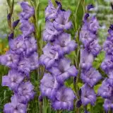 Gladioli Performer 2026 Pkglaper - Garden Express Australia