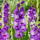 Gladioli Purple Party Gladioli Purple Party