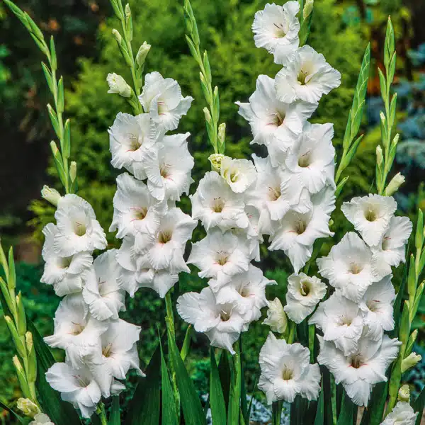Gladioli Sicilie Gladioli Sicilie