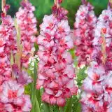 Gladioli Teds Trump Pkglattr - Garden Express Australia