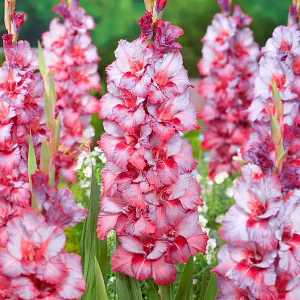 Gladioli Teds Trump Gladioli Teds Trump