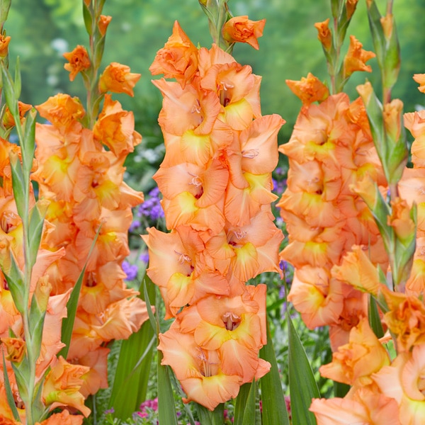 Gladioli Olympic Flame