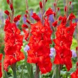 Glamini Gladioli Peter