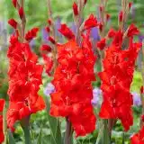 Glamini Gladioli Peter Pkgglpet - Garden Express Australia