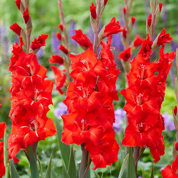 Glamini Gladioli Peter