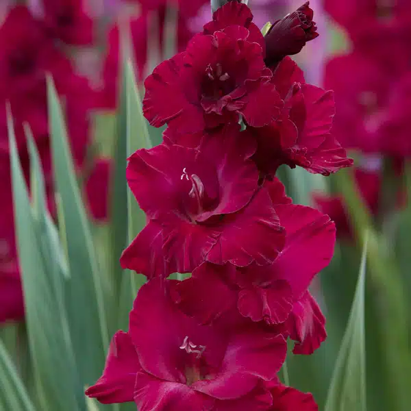 Glamini Gladioli Verdi Glamini Gladioli Verdi