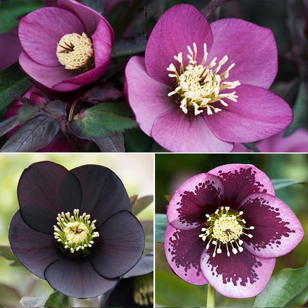 Hellebore Single Collection 2