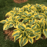 Hosta Autumn Fros Pkhosafr - Garden Express Australia