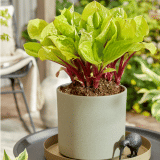 Hosta Lemon Snap Pkhoslsn - Garden Express Australia