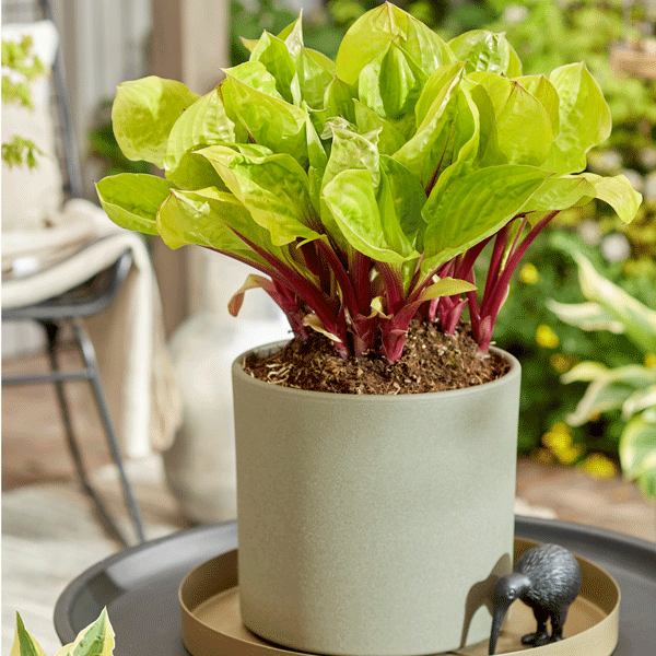 Hosta Lemon Snap Hosta Lemon Snap
