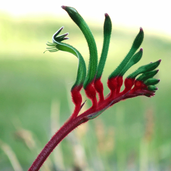 Kangaroo Paw Manglesii Kangaroo Paw Manglesii