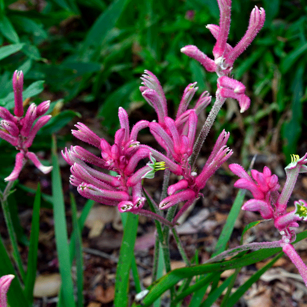 Kangaroo Paw Pink Beauty Kangaroo Paw Pink Beauty