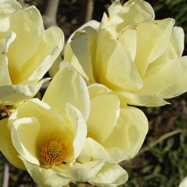 Magnolia Honey Tulip (Pbr) Magnolia Honey Tulip (Pbr)