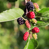 Mulberry Black Tsemulbla - Garden Express Australia
