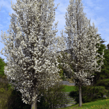 Pear Cleveland Select Trepeacls - Garden Express Australia