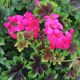 Pelargonium Candy Queen Pelargonium Candy Queen