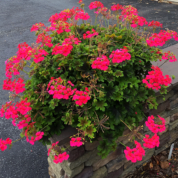 Pelargonium Candy Queen