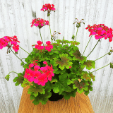 Pelargonium Candy Queen P68pelcqn - Garden Express Australia