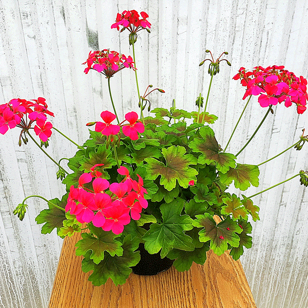 Pelargonium Candy Queen