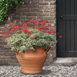 Pelargonium Ice Queen P68peliqn - Garden Express Australia