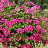 Pelargonium Reach Out Hot Pink 2 P68pelrhp - Garden Express Australia