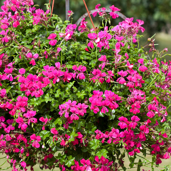 Pelargonium Reach Out Hot Pink Pelargonium Reach Out Hot Pink