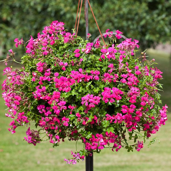 Pelargonium Reach Out Hot Pink