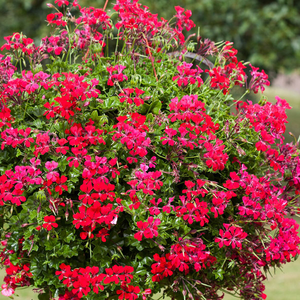 Pelargonium Reach Out Red Pelargonium Reach Out Red