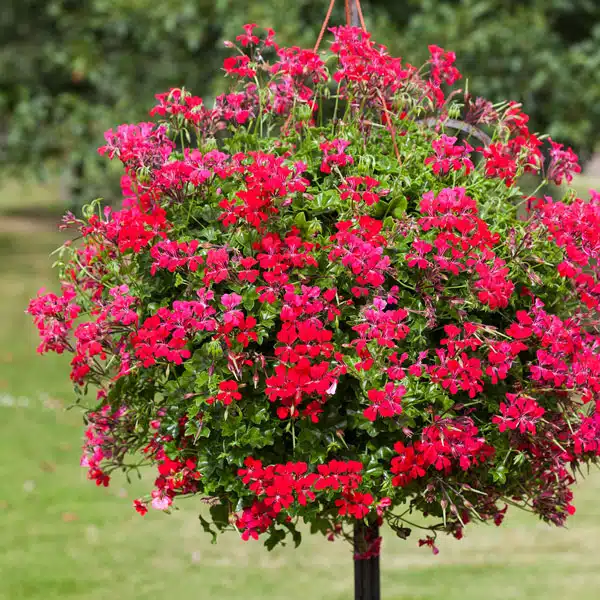 Pelargonium Reach Out Red Pelargonium Reach Out Red