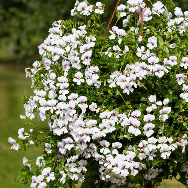 Pelargonium Reach Out White Pelargonium Reach Out White