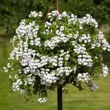 Pelargonium Reach Out White Pelargonium Reach Out White