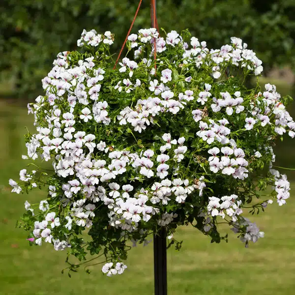Pelargonium Reach Out White Pelargonium Reach Out White