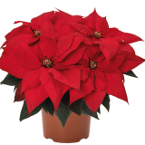 Poinsettia Ferrara Poinsettia Ferrara