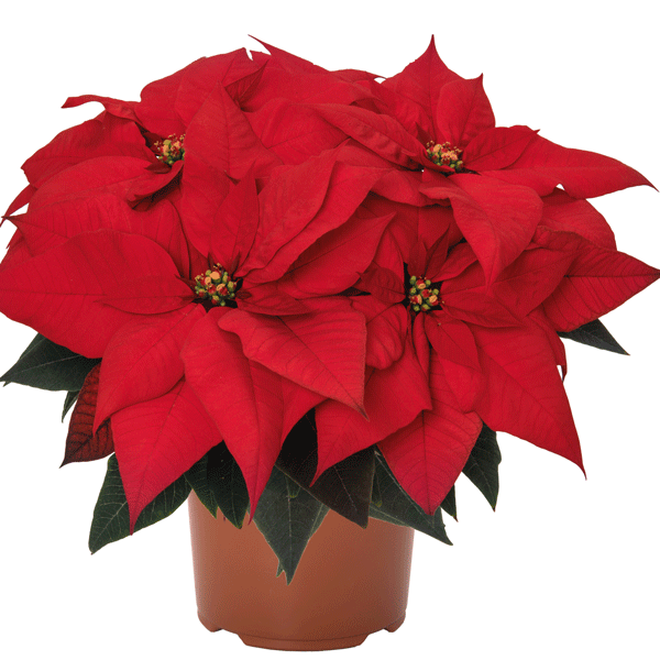 Poinsettia Ferrara Poinsettia Ferrara