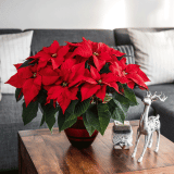 Poinsettia Ferrara P68poifrr - Garden Express Australia