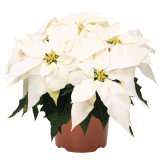 Poinsettia Frozen Poinsettia Frozen