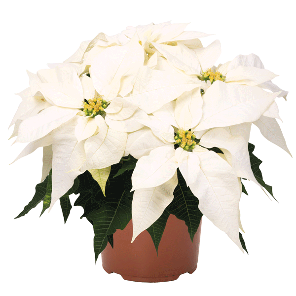 Poinsettia Frozen Poinsettia Frozen