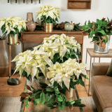 Poinsettia Frozen P68poifrz - Garden Express Australia
