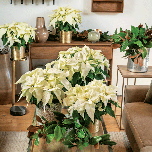 Poinsettia Frozen Poinsettia Frozen