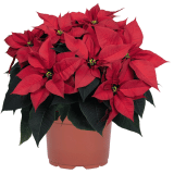 Poinsettia Nordic Star Poinsettia Nordic Star
