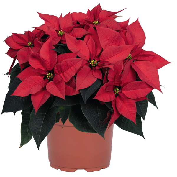 Poinsettia Nordic Star Poinsettia Nordic Star