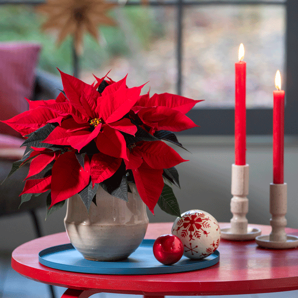 Poinsettia Nordic Star Poinsettia Nordic Star
