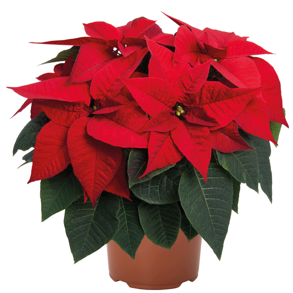 Poinsettia Prima Red Poinsettia Prima Red